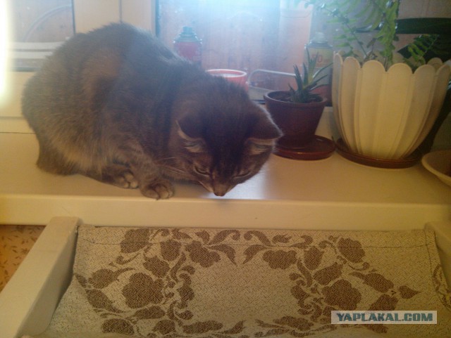 Лежанка для кота