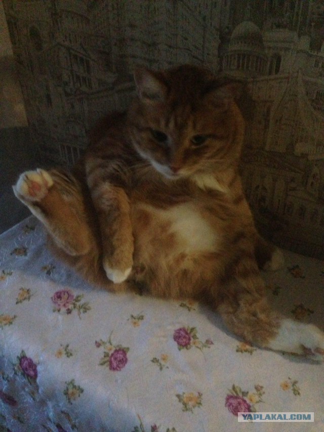 Котовторник 07.06.2016