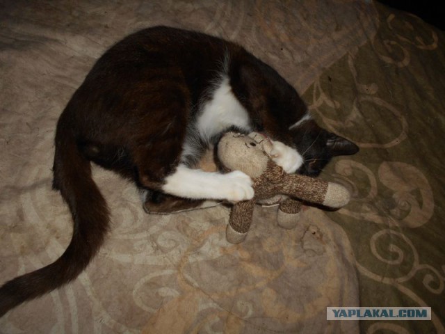 Жизнь домашнего приюта для котеек 122