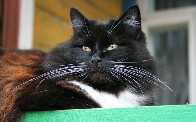 Разные картинки из сети