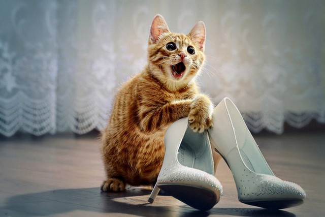 Коты из сети