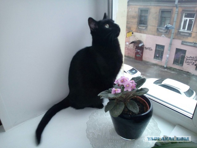 Котовторник  31.01.2017