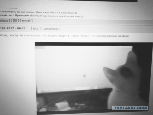 Котовторник 07.02.2017