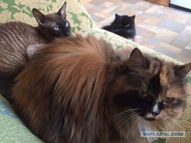 Котовторник 14.03.2017