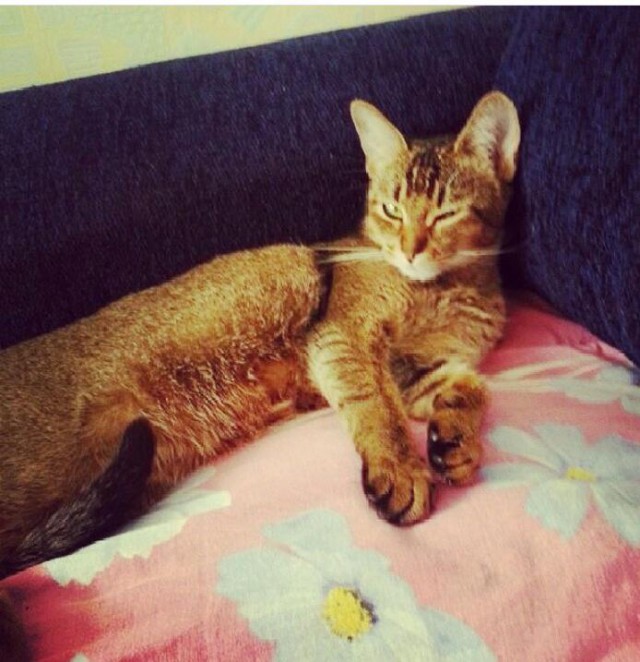Коты и Кошки
