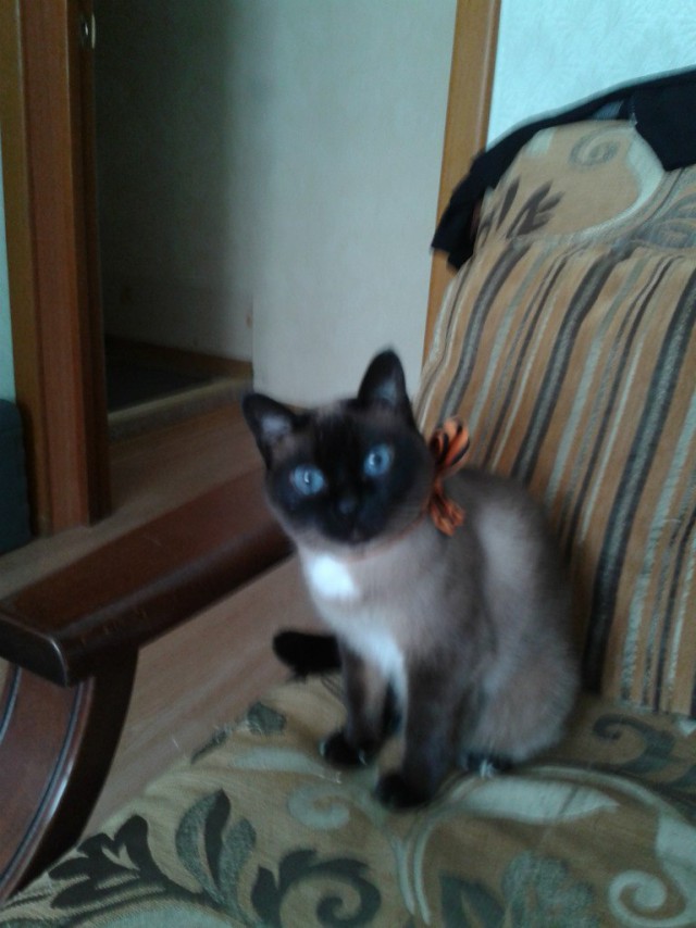 Коты и Кошки