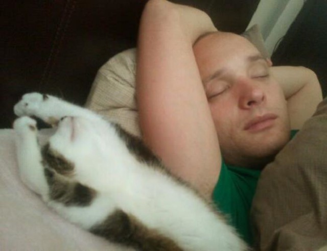 Коты и Кошки