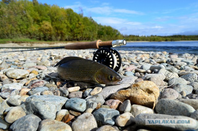 Морское меню Колымского рыбака
