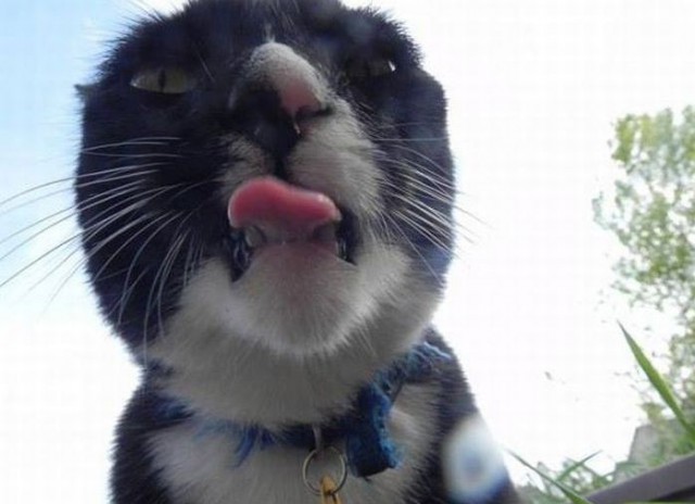 Коты и Кошки