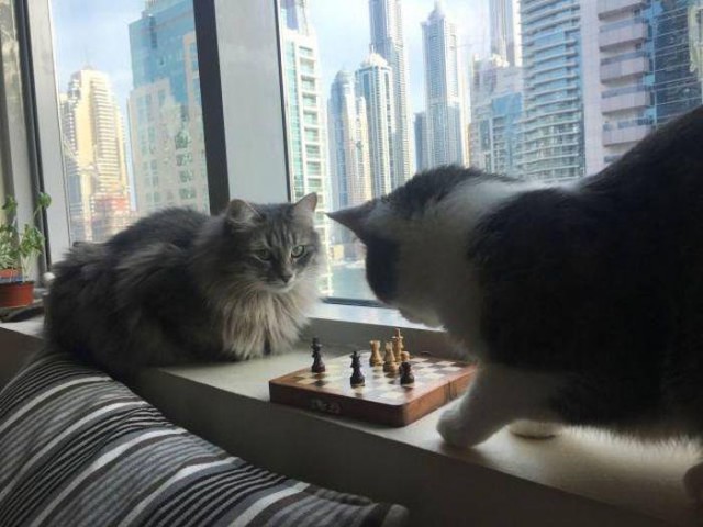 Котовторник 1.08.17