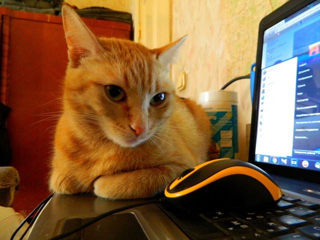 24 кота, которые подняли дерзость на новый уровень