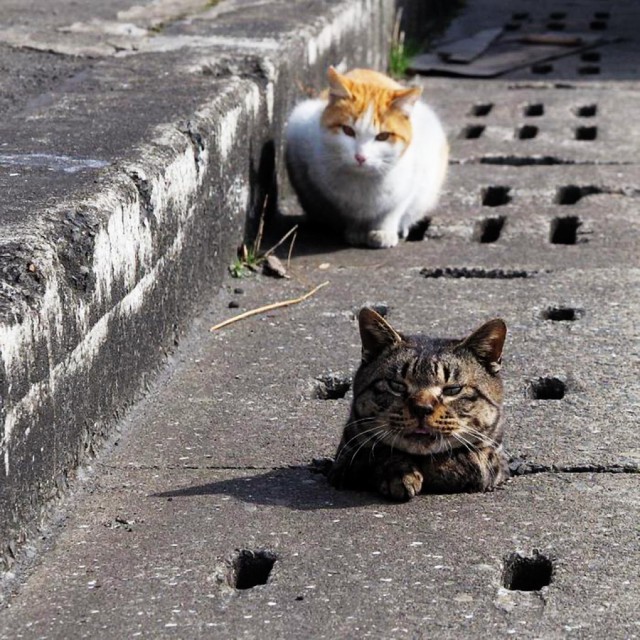 Коты и Кошки