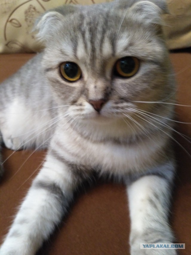 Котовторник