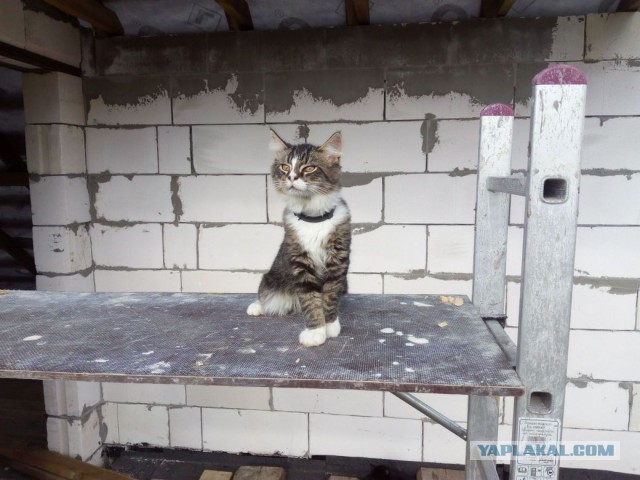 Когда повезло с котом.
