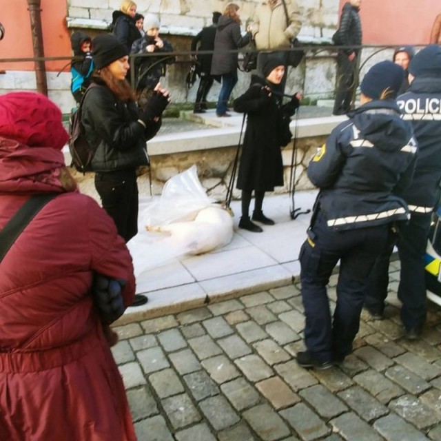 Веганка протащила по улице тушу свиньи в знак протеста