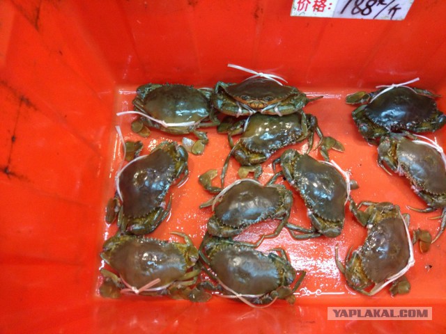 ХАЙНАНЬ. Записки путешественника. Часть первая.