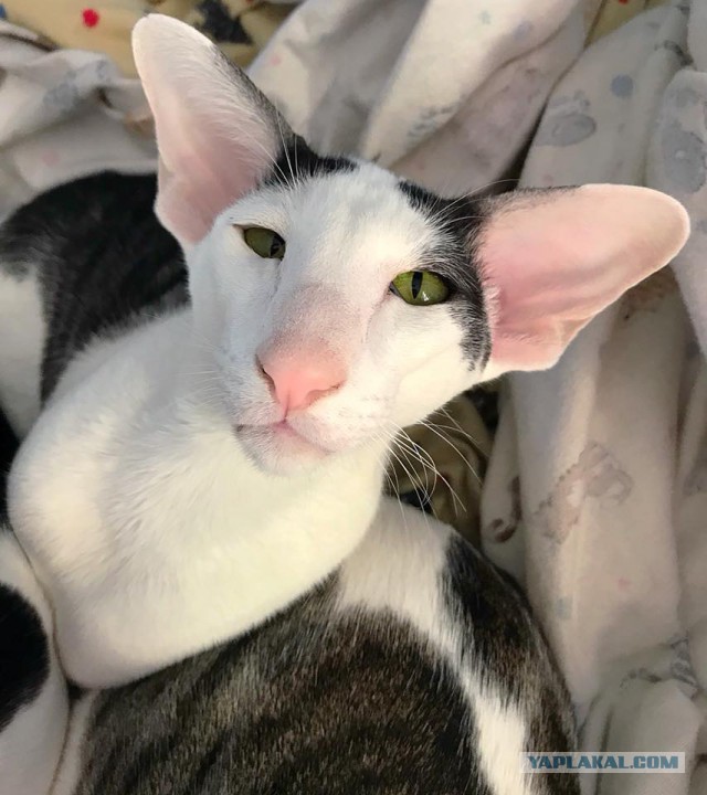 Котовторник 16.01.2018