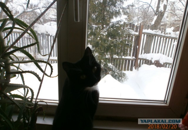 Котовторник 27.02.2018 наступил!