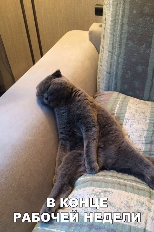 Неадекватные коты