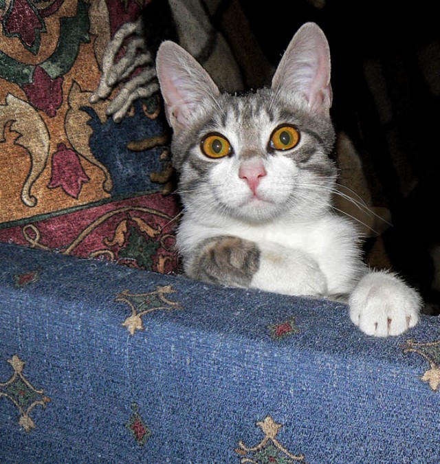 Котовторник: Кошки гаваны и другие!