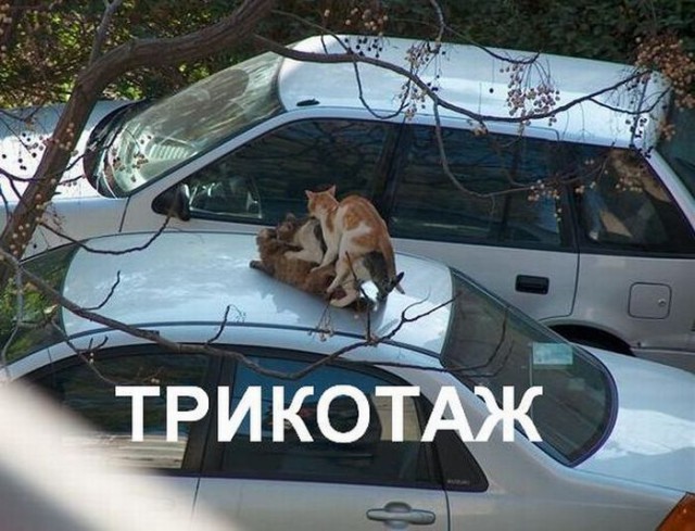 Сборная солянка из смешных картинок на воскресенье