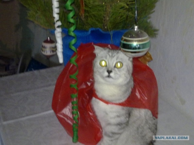 Котовторник (02.06.2009)