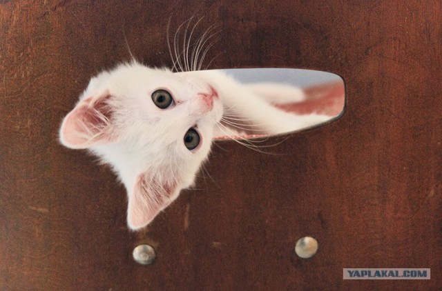 А как же Котовторник?!
