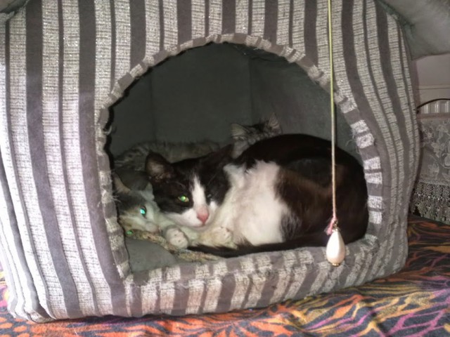 Котовторник 11.09.18.