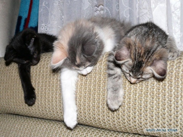 Котовторник  07.06.11