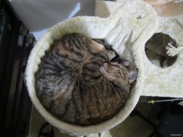 Котовторник (31.01.2012)