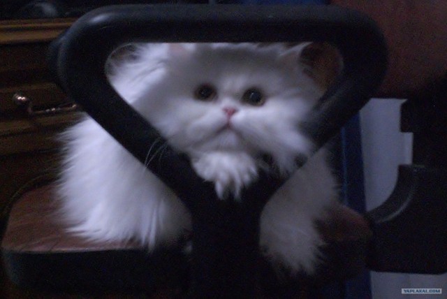 Котовторник (07.02.2012)