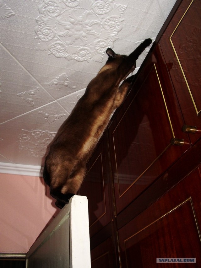 Котовторник 27.03.2012