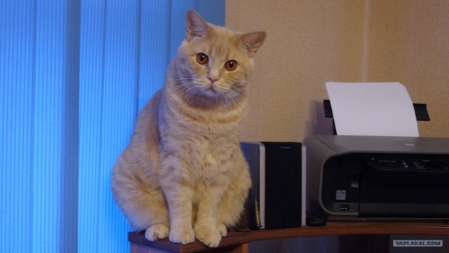 Котовторник  от 3.04.2012