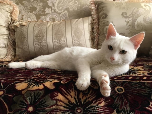 Забавные фото котеек