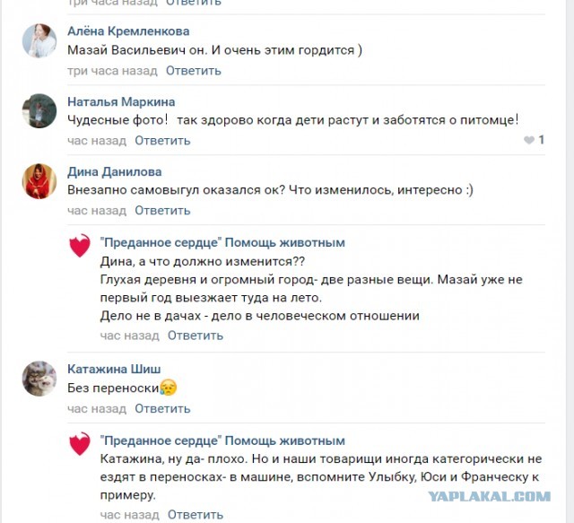 Помогите вернуть кота! Приют "Преданное сердце" украл кота и не отдает!