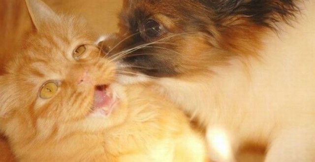 Уже не котовторник, но еще и не собакочетверг