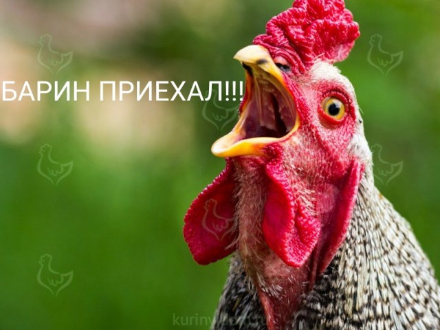 Стоит ли давать курам свободный выгул?