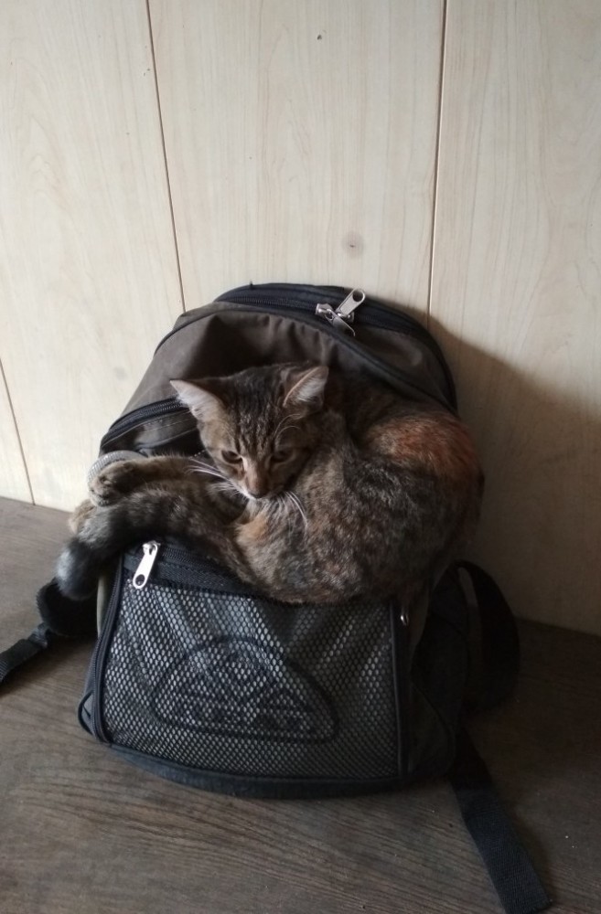 Котопост