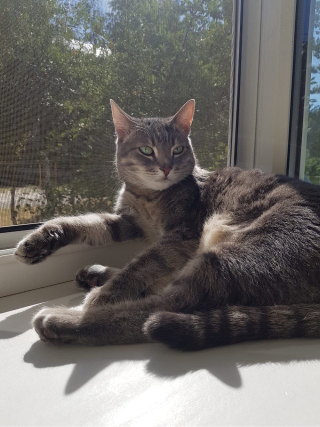 Котовторник же...