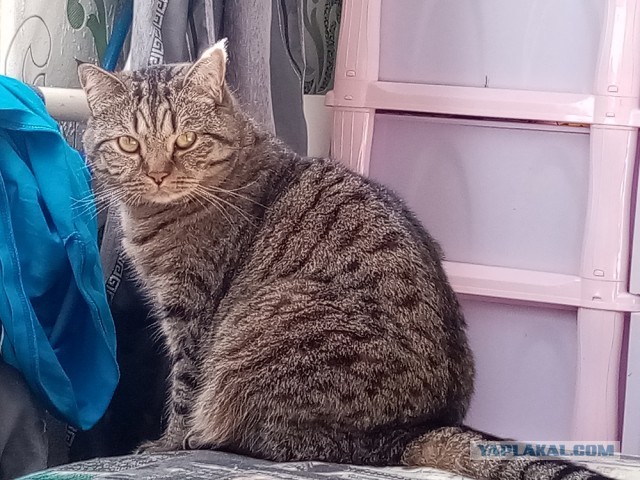 Знакомьтесь, Персик