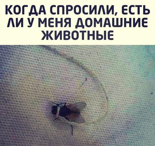 Фотки и картинки: юморные и красивые, забавные и милые 17.11.20