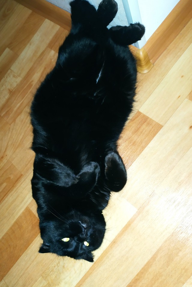 Моя красотка