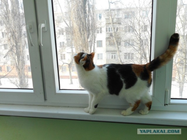 Найдёныш