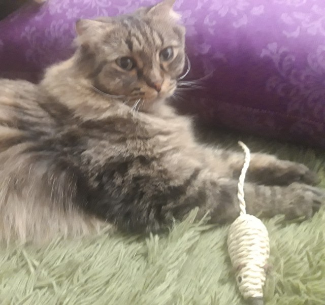 Всех с праздничком, но про котовторник не забываем))