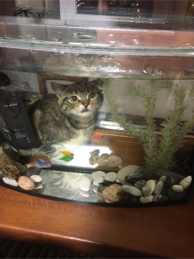 Котовторник же!