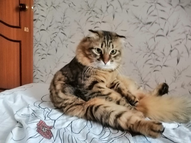 Котовторник же!