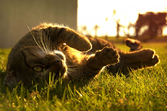 Калейдоскоп картинок