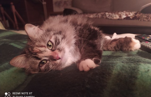 Даешь котовторник!