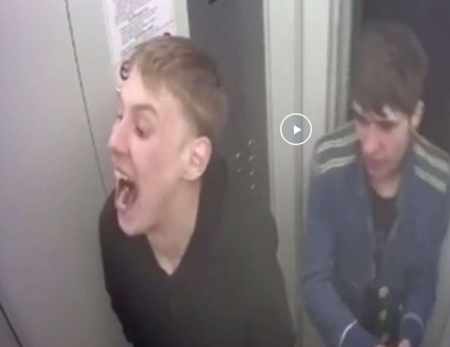 Солевые животные в лифте