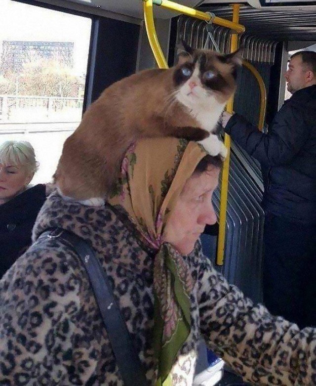 Подборка всякой живности